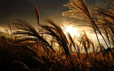 AutoConsommation Collective – leçon 4